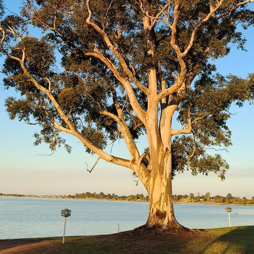 Swan Hill Lake Boga 1